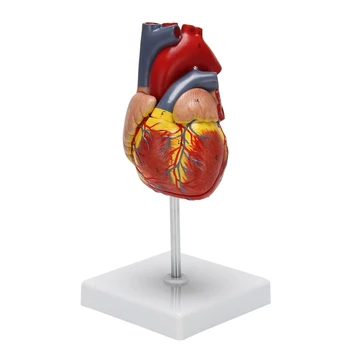 Модель человеческого сердца 1: 1, анатомически точная модель сердца, анатомия человеческого скелета в натуральную величину Для показа в классе естествознания T